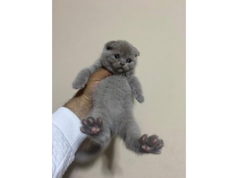 Scottish fold dişi