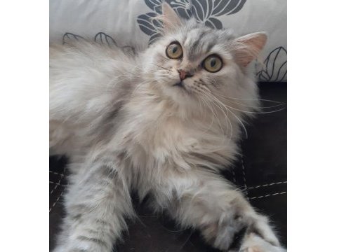 Chinchilla kedim yeni yuvasını arıyor