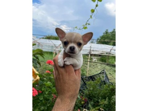 Erkek chihuahua yavrumuz teslime hazır