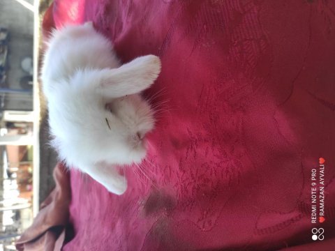 Irk garantili mavi gözlü lop tavşanı