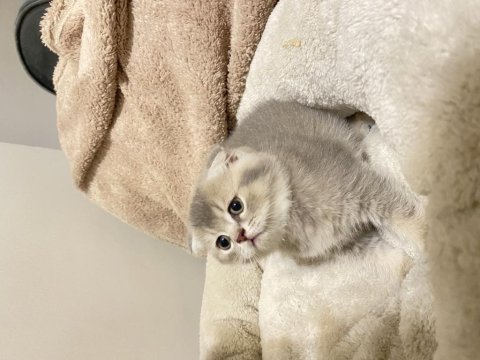 Baba scr anne safkan blue golden scottish fold