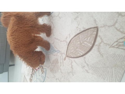 Poodle oğlumuza sıcak bir yuva arıyoruz