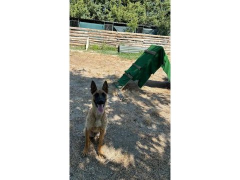 Köpek çiftliğinden eğitimli belçika kurdu