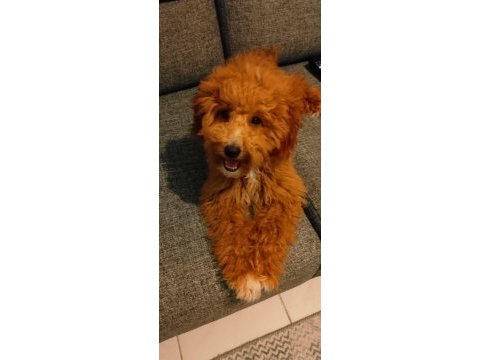 Yetişkin dişi maltipoo