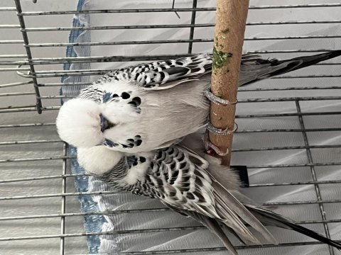 Teksas show jumbo takım muhabbet kuşu sahiplendirilecek