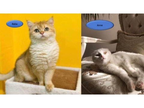 Safkan scottish fold