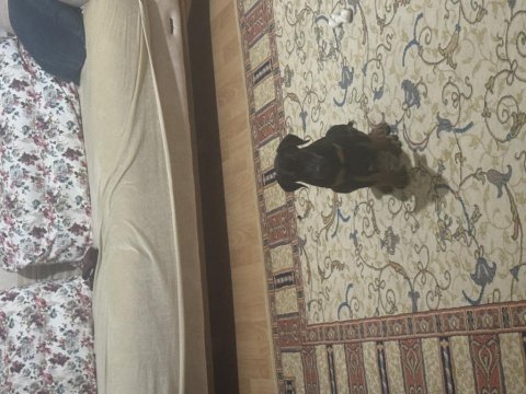 2 aylık doberman