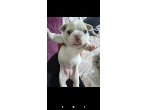 French bulldog yavru 30 günlük dişi ve erkek