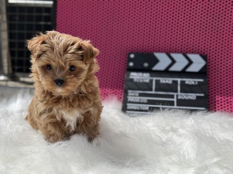 Çok özel wc eğitimli tea cup morkie yavrularımız