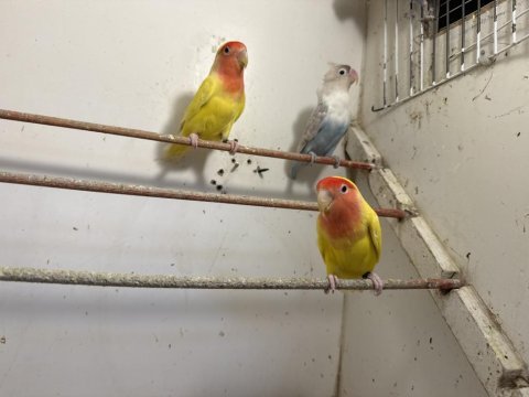 Sevda ve cennet papağanları city petshop