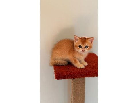 Altın sarısı golden british shorthair kızım