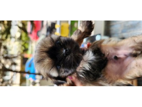 Shih tzu yavrularım yeni ailelerini bekliyorlar