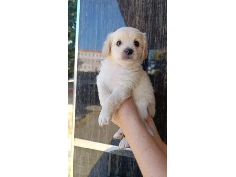 Maltese yavru