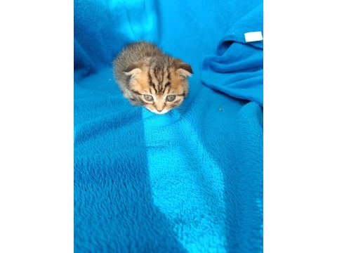 Erkek scottish fold erkek