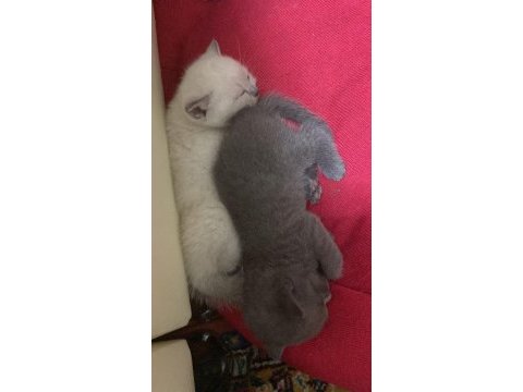 Scottish fold yavrular