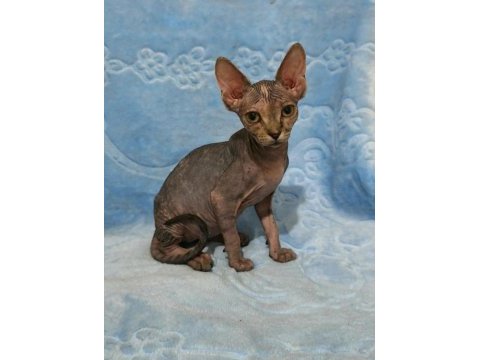 Naked beauty sphynx cattery