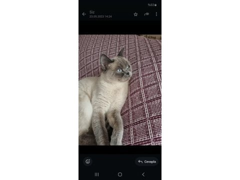 Blue point british shorthair ücretsiz sahiplendirilecek