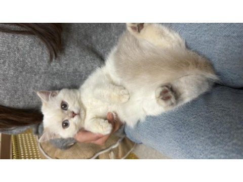 Golden point ay 1133 british shorthair