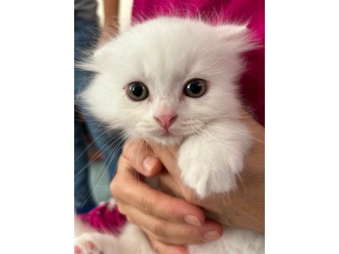 Çok özel melez oyuncu üçüz british longhair yavrular