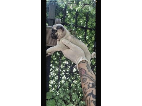 Güzel kaliteli pug yavrulara sahip olmak isteyenler için