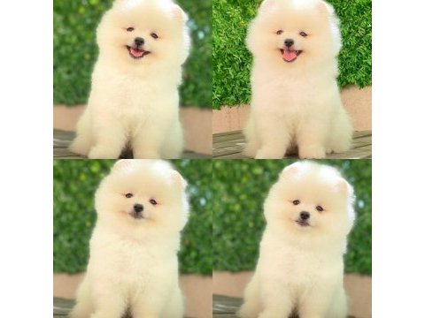 Pomeranian boo dişi erkek yavrular