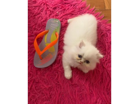 British longhair yavruları