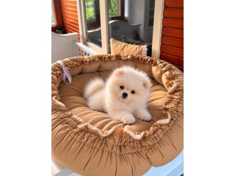 Pomeranian teddy face üst düzey yavrular 
