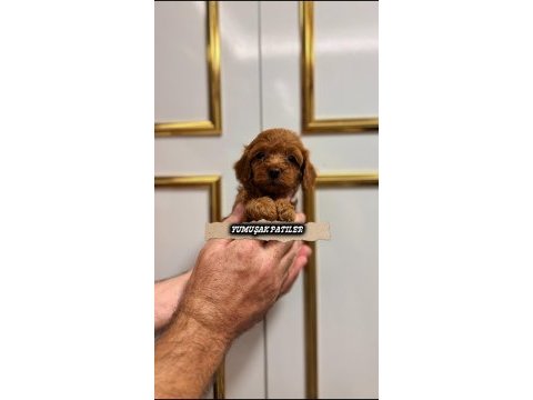 Red toy poodle
