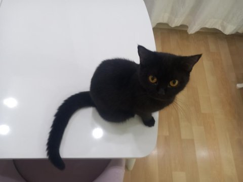 Ücretsiz 2 yaşında dişi kedimiz kısır değil