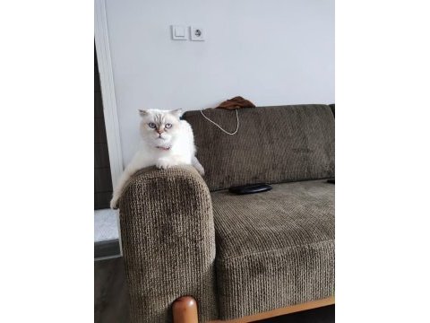 3 yaşında ki scottish fold kızıma sıcak bir yuva
