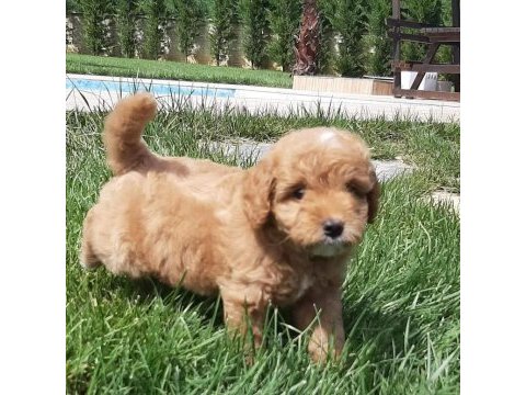 Ruhsatli çiflikten maltipoo yavrulari 