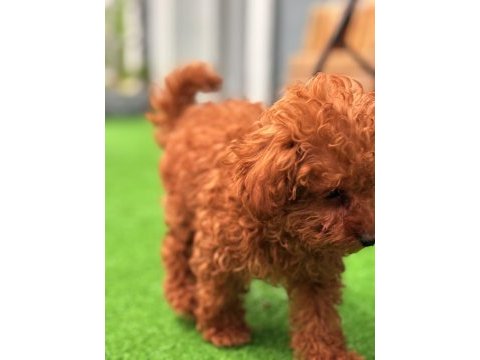 Toy poodle bebekler