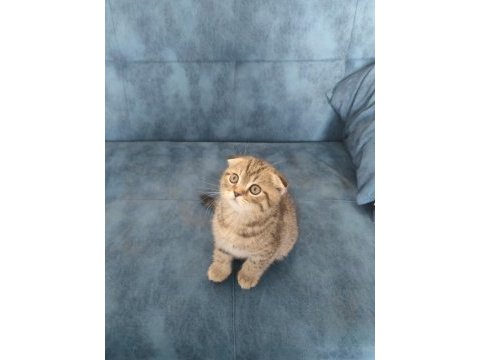 2 aylık golden spotted scottish fold