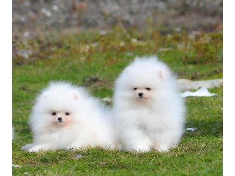 Mersin yavru pomeranian