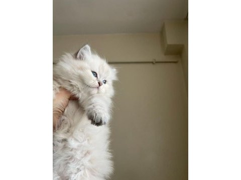 Pofuduk british longhair bebekler