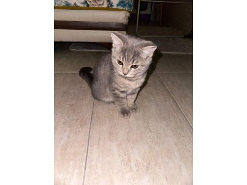 Safkan british shorthair flood