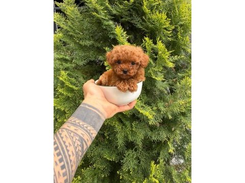 Orjinal ırk ve sağlık garantili poodle yavrular