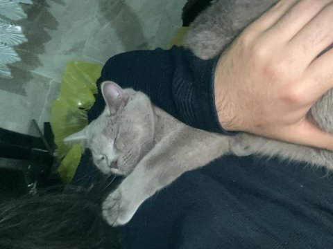 7 aylık british shorthair
