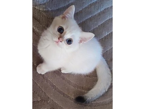 Safkan british shorthair