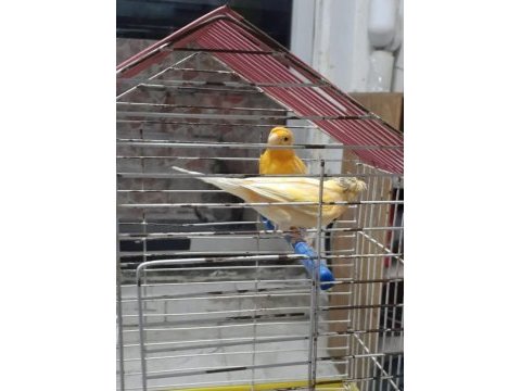 Erkek alman dişi tepesiz kanarya