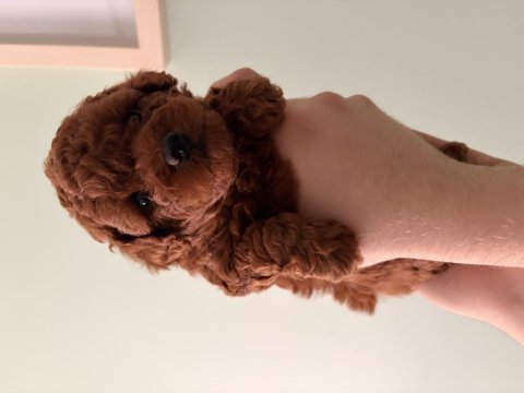 Kore toy poodle yavruları