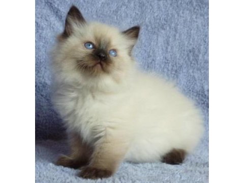 British shorthair yavrular istanbul avcılar