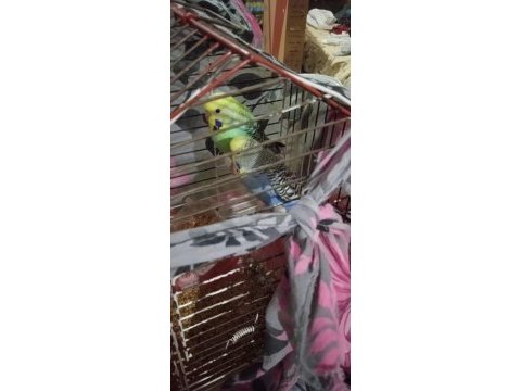 Acil sahiplendirilecek muhabbet kuşu