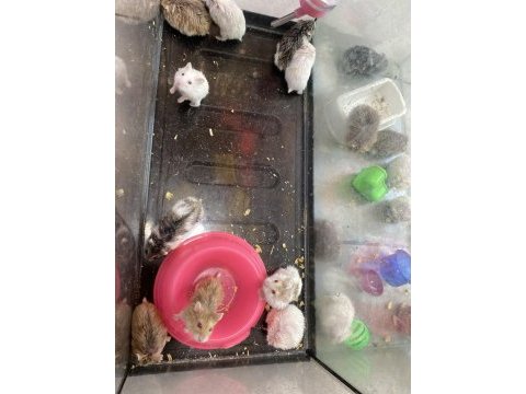 Gonzales hamsterler yavru-erkek-dişi hepsi mevcut