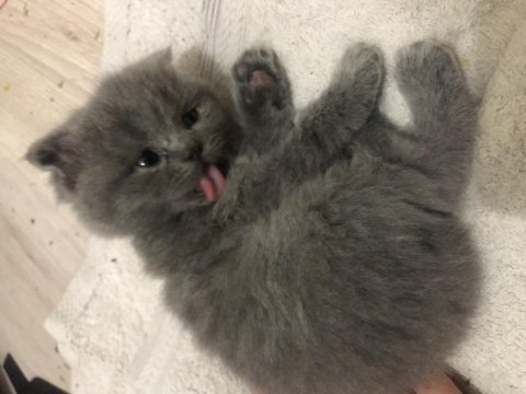 Dişi tombul scottish fold beybilerim