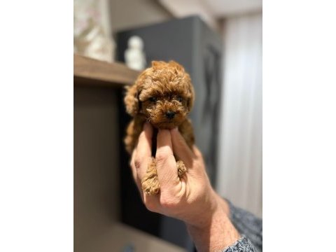 Efsane poodle yavrularımız hazır
