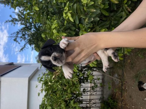 Bodrumdan orjinal fransız bulldog köpekler