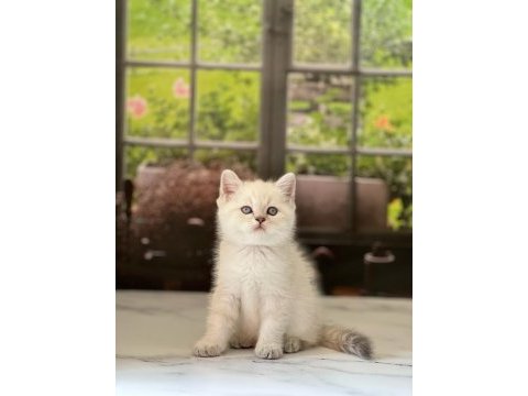 British shorthair silver yavrularım 