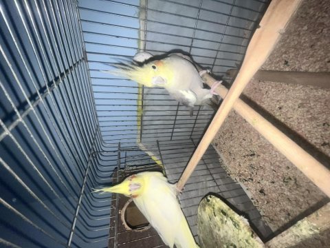 Daha önce yavru alınmış takım