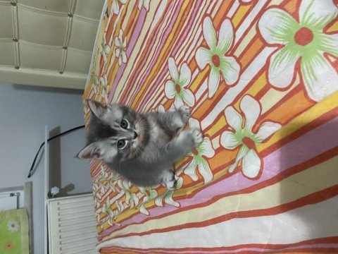 British shorthair yavrular 2 erkek bir dişi